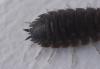 Porcellio scaber